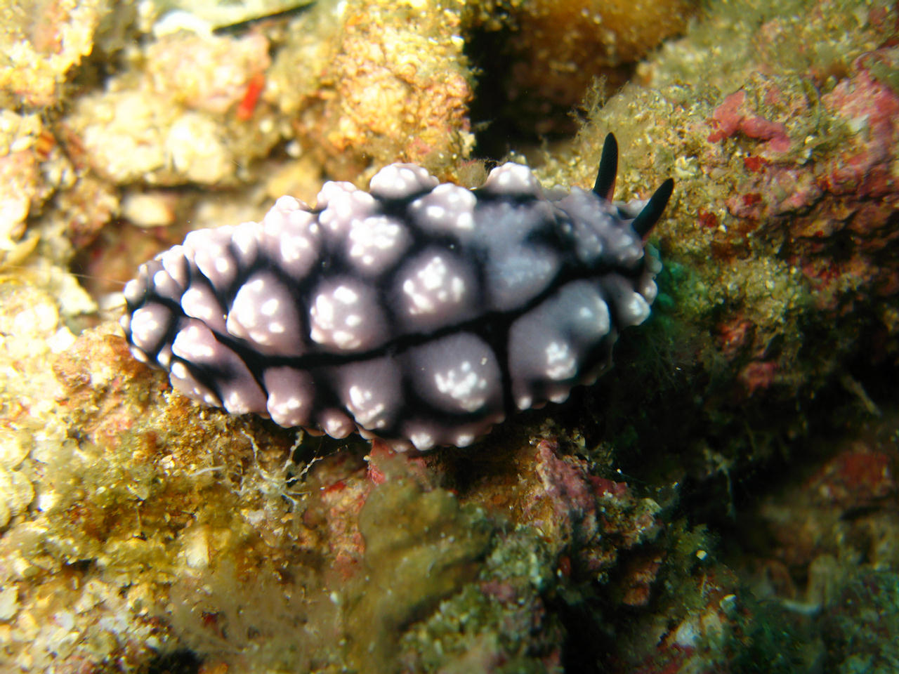 Phyllidiella pustulosa